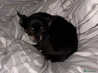 Chihuahua dogs Milly - Advert 1