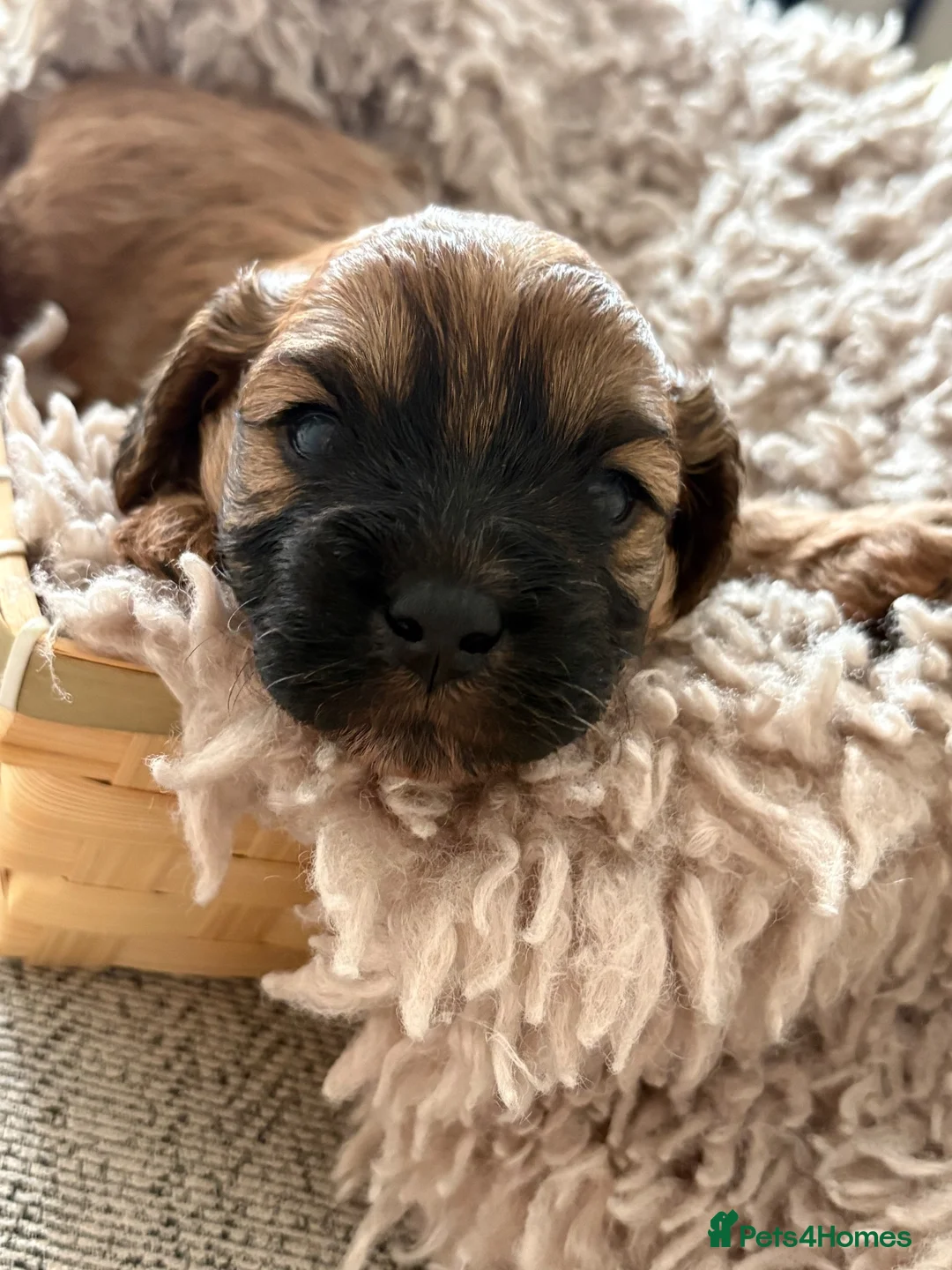 Cavapoo dogs for sale: F1B cavapoos in Southampton - Advert 2