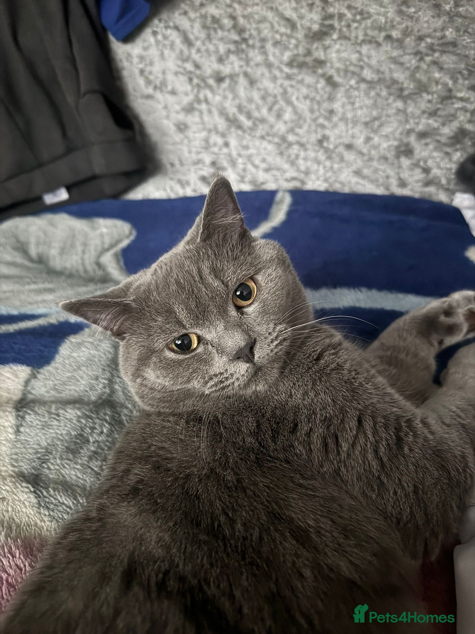 British Shorthair cats Beautiful British shorthair male  - Advert 1