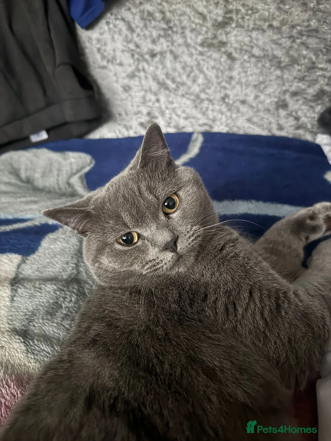 British Shorthair cats for sale: Beautiful British shorthair male  - Advert 1