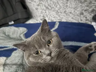 British Shorthair cats Beautiful British shorthair male - Advert 1