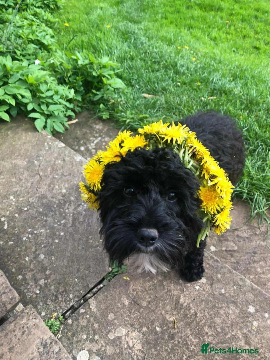 Cavapoo dogs for sale: Beautiful cavapoo puppies for sale   - Advert 2