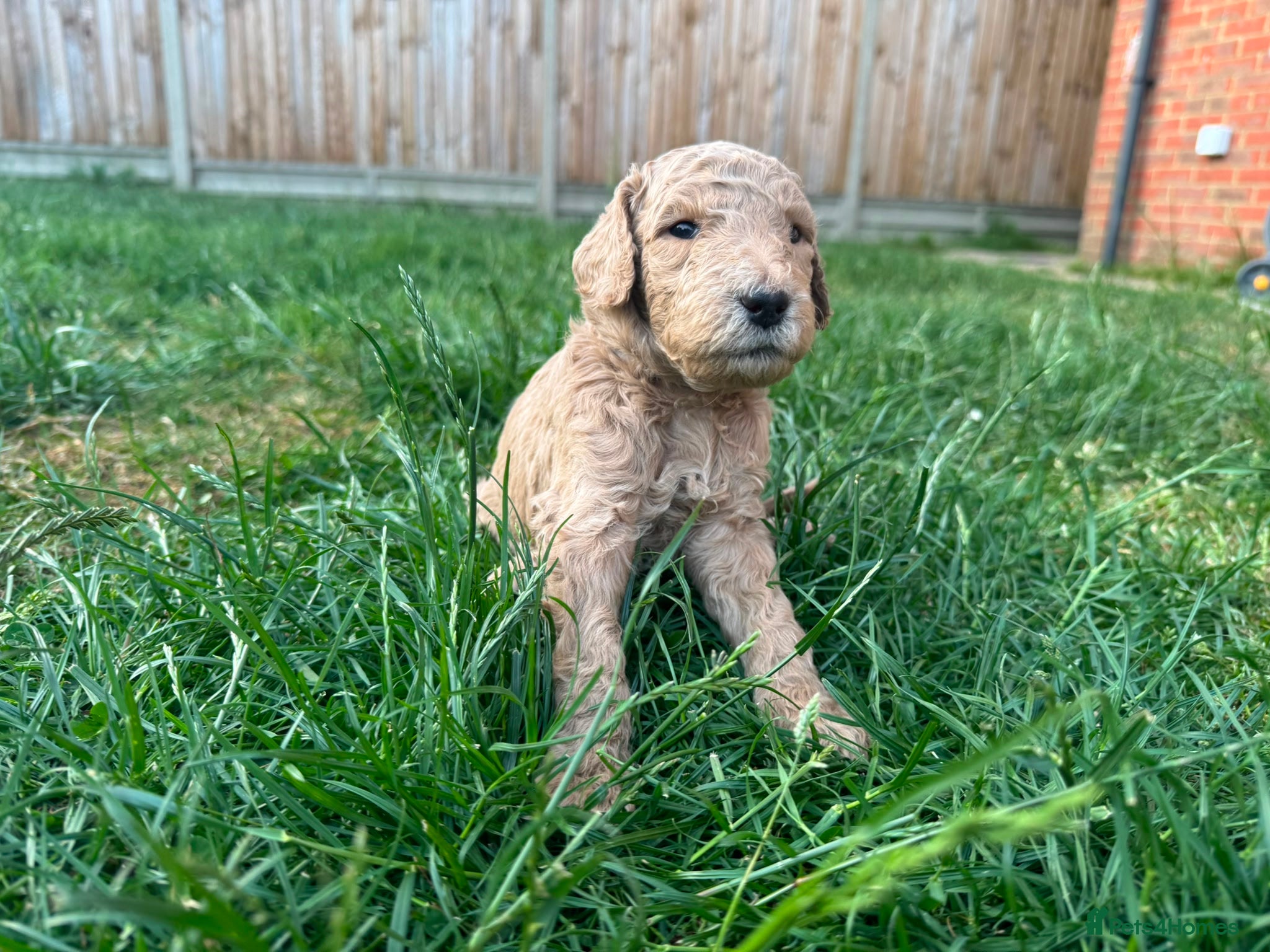 Goldendoodle Puppy 1 Black Collar Boy