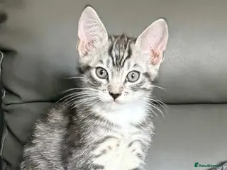 Maine Coon cats Maine Coon - Advert 1