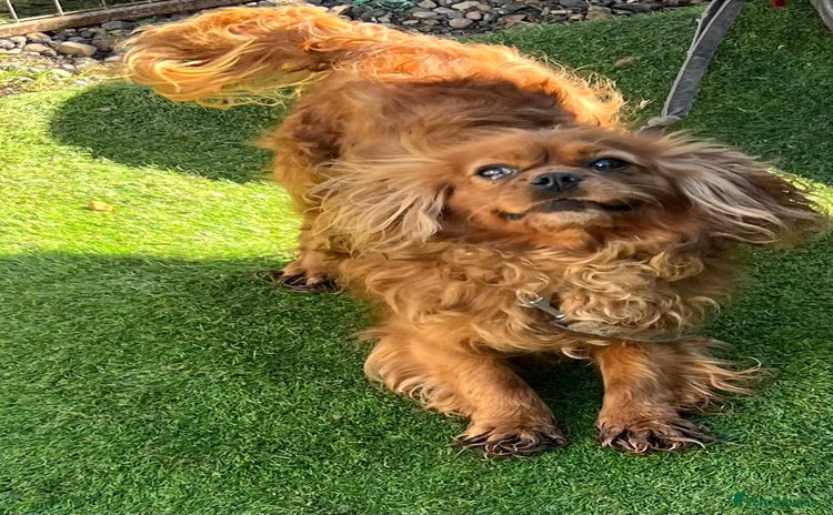 Cavalier King Charles Spaniel dogs - Advert 10