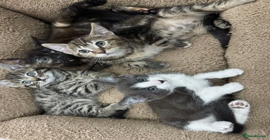 Mixed Breed cats LOVELY KITTENS  - Advert 12