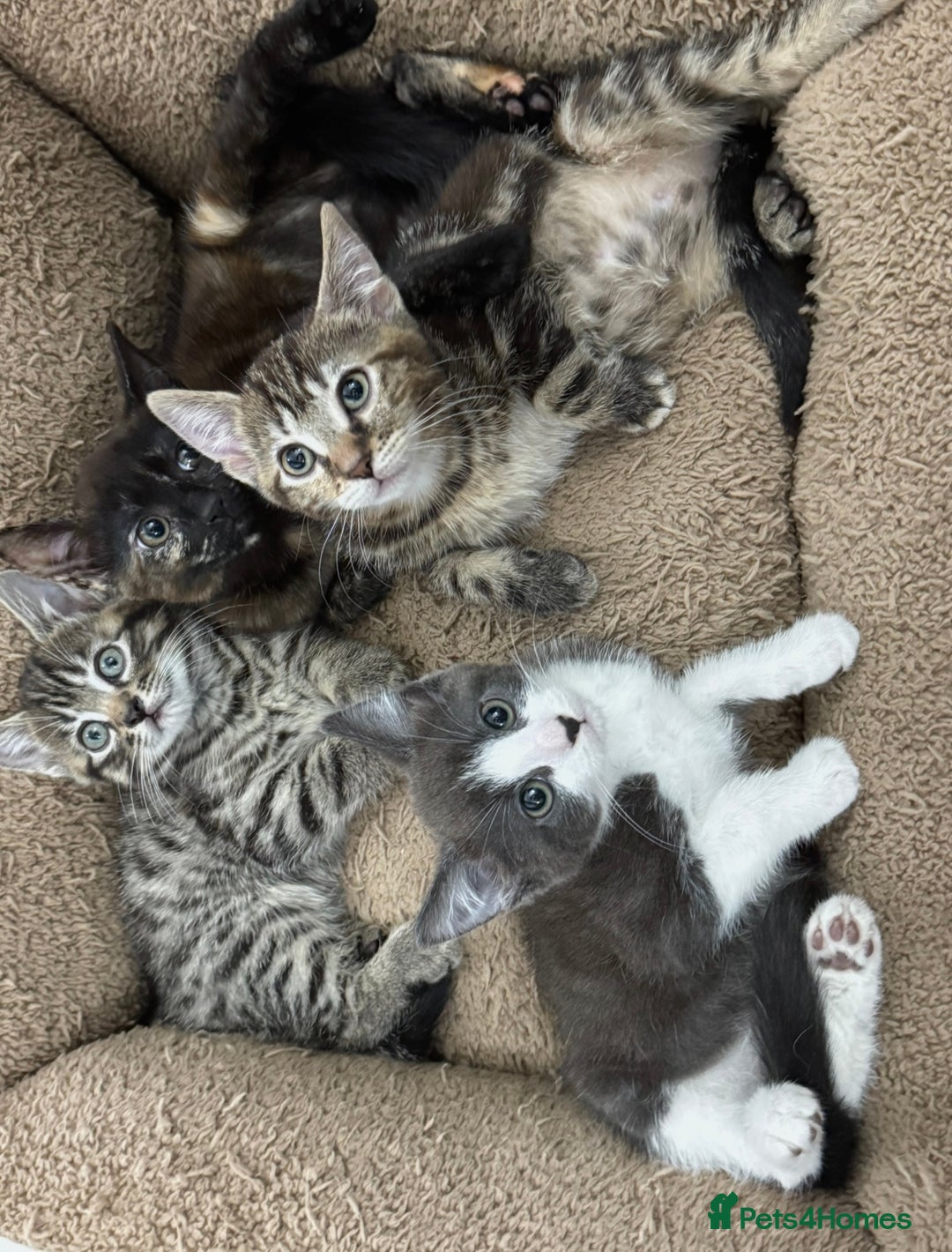 Mixed Breed cats for sale: LOVELY KITTENS  - Advert 2