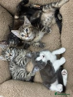 Mixed Breed cats LOVELY KITTENS - Advert 1