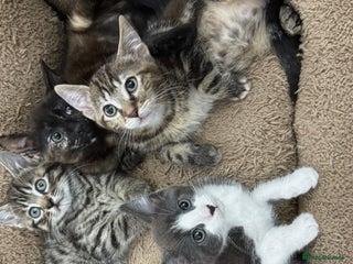 Mixed Breed cats LOVELY KITTENS - Advert 1