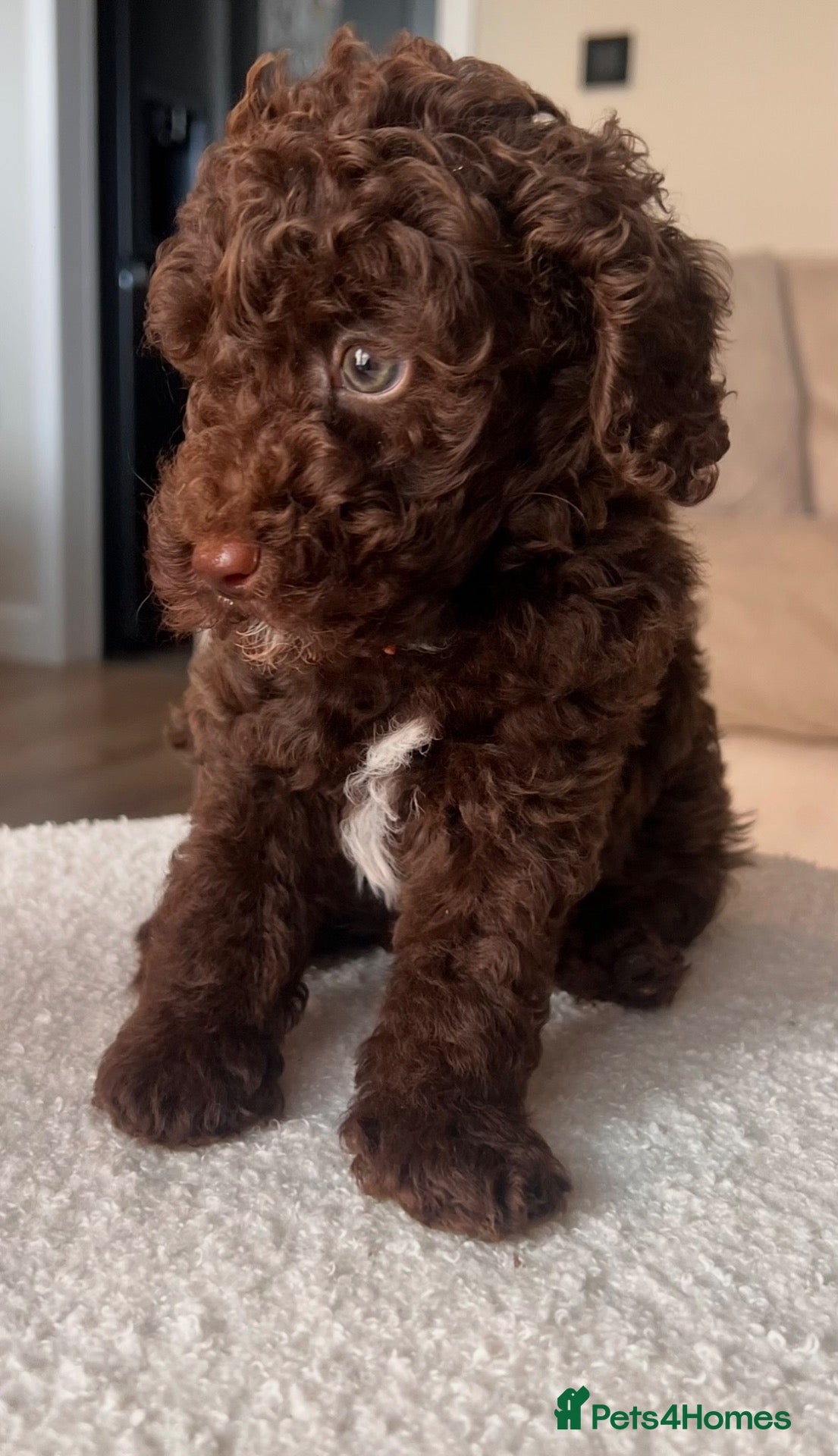 Miniature Poodle dogs ‼️READY NOW‼️ CHOCOLATE MINIATURE POODLE  - Advert 2