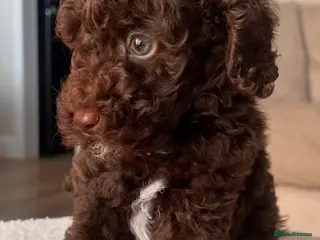 Miniature Poodle dogs ‼️READY NOW‼️ CHOCOLATE MINIATURE POODLE - Advert 2