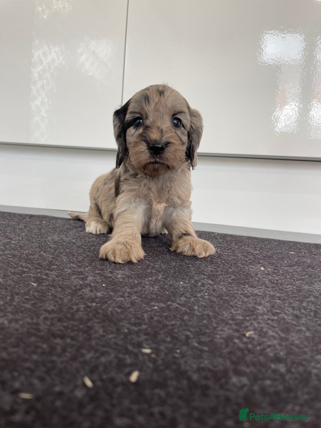 Cockapoo dogs for sale: F1 Cockapoos for sale  - Image 9