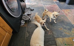 Chihuahua dogs for sale: Chihuahua (Boy) - Image 4