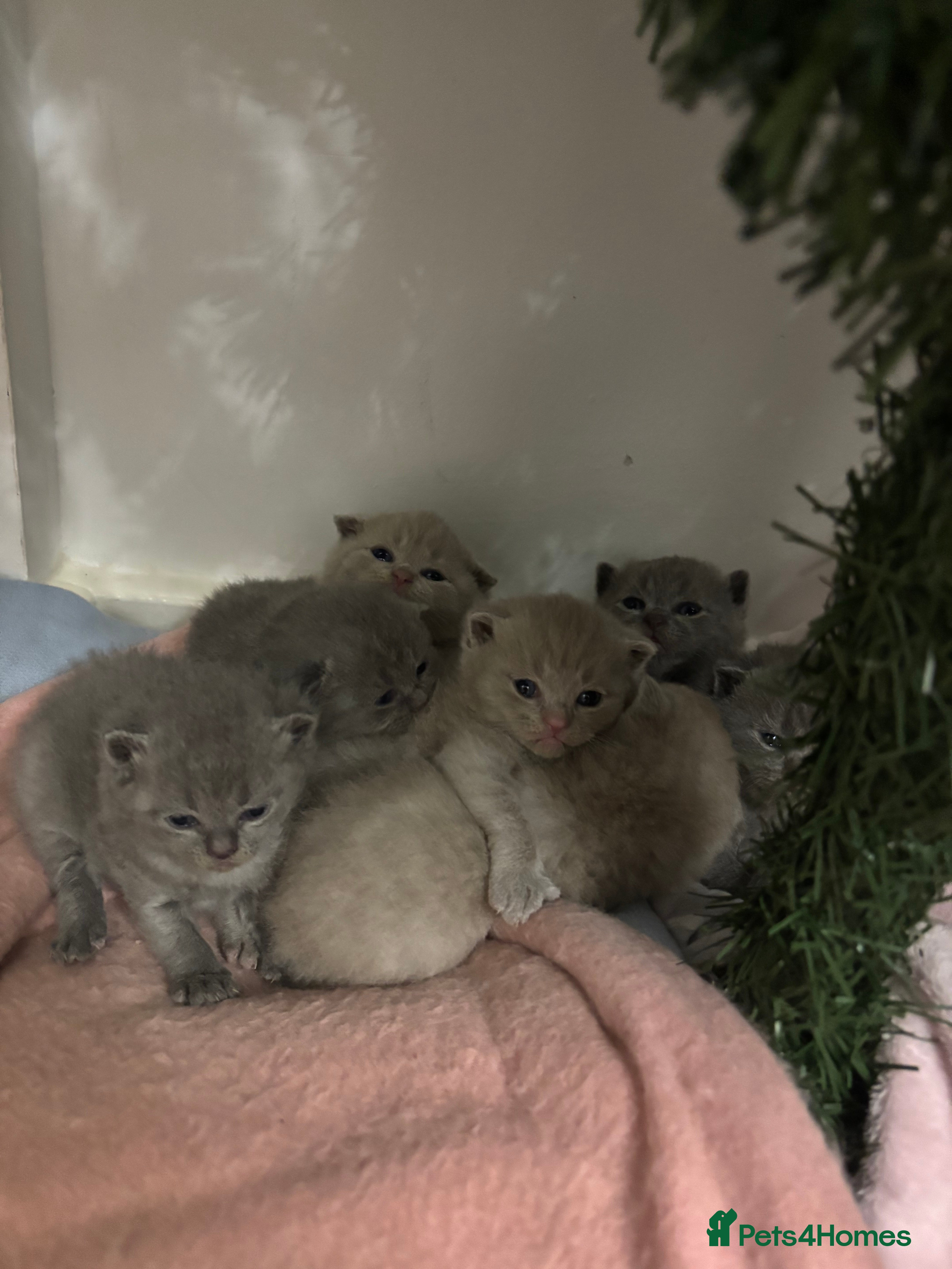 Scottish Fold cats Scottish fold and Scottish straight kittens!  - Advert 1