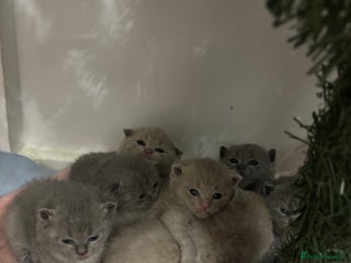 Scottish Fold cats Scottish fold and Scottish straight kittens! - Advert 1