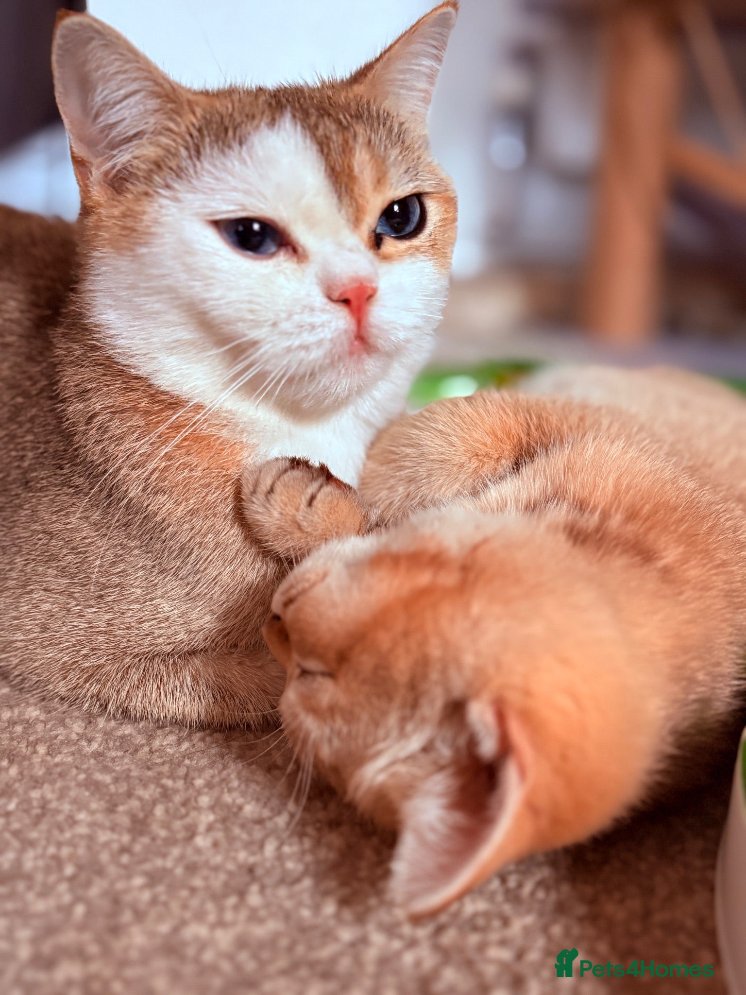 British Shorthair cats GCCF Registered Golden BSH Kittens | ny12 & by12 - Advert 2