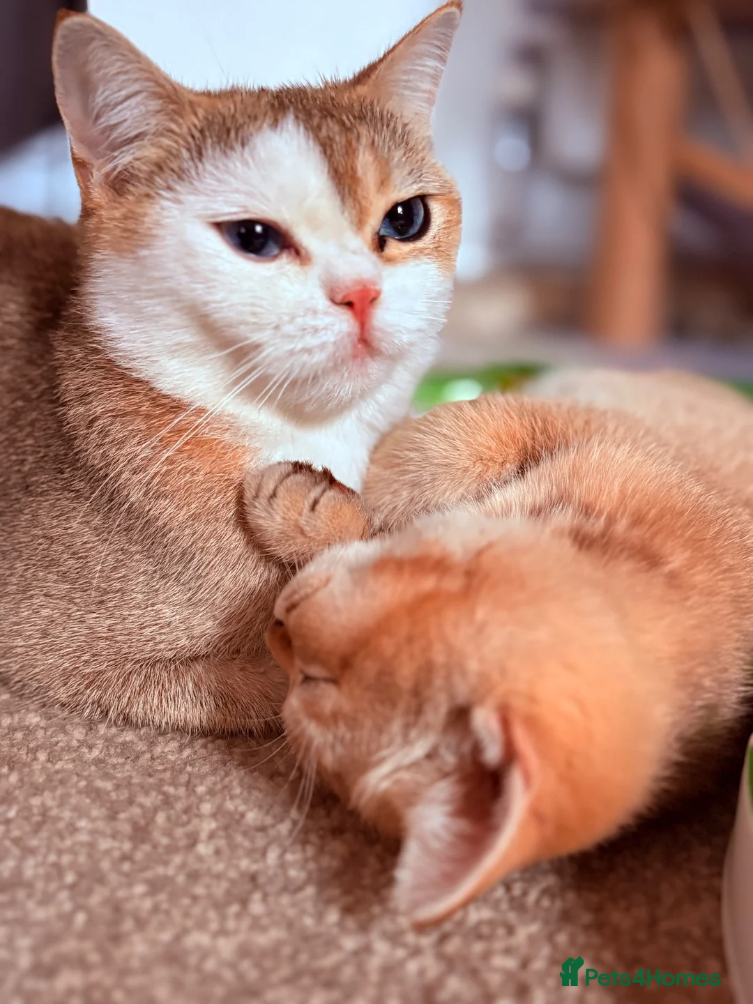 British Shorthair cats for sale: GCCF Registered Golden BSH Kittens | ny12 & by12 - Advert 2