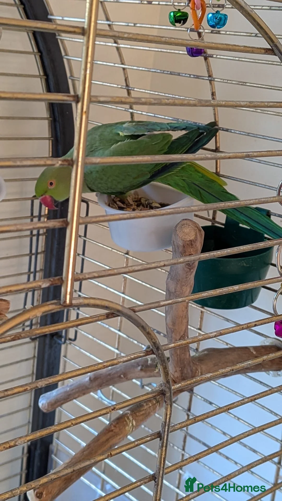Parrots birds for sale: INDIAN RING NECK PARROT ( MALE ) - Advert 2