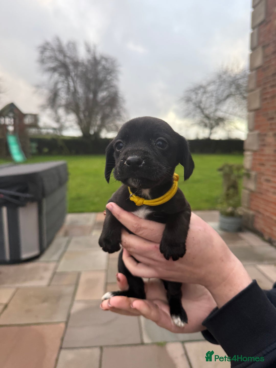 Mixed Breed dogs for sale: COCKER SPANIEL X PATERDALE TERRIER - Advert 4