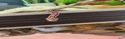 Corn Snake reptiles for sale: 2 year old corn snake with complete set up - Advert 3