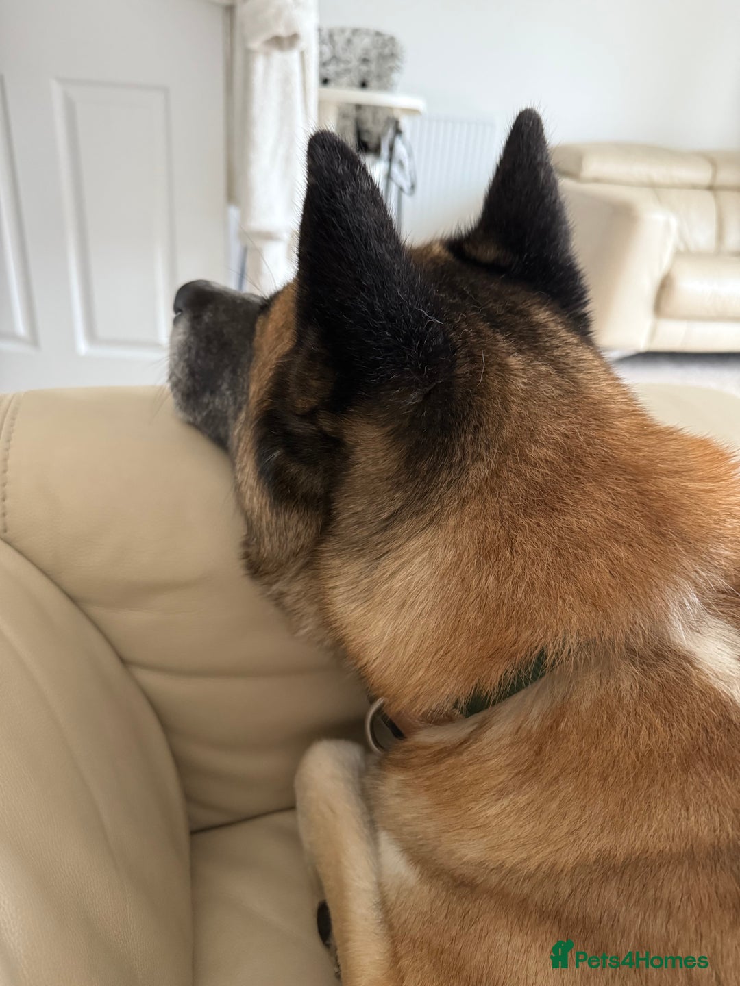 Huskita dogs for sale: Husky cross Akita  - Image 4