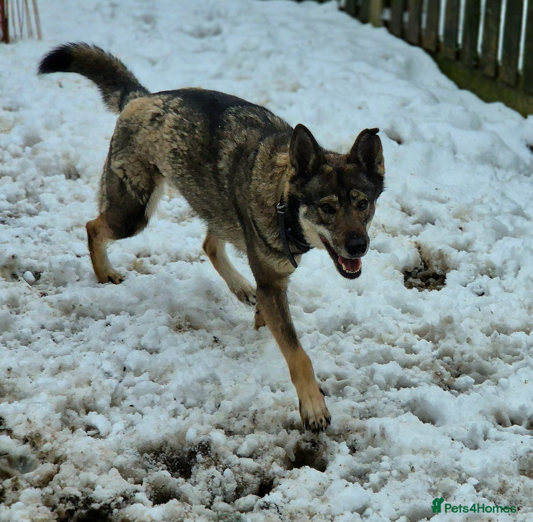 Saarloos Wolfdog dogs for sale: Sarloos wolfdog - Image 6