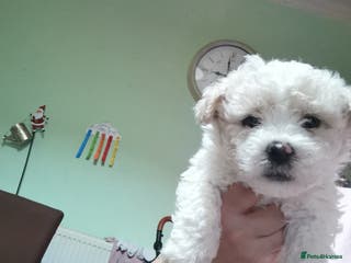 Bichon Frise dogs 3 beautifuls puppy Bichon Maltese - Advert 11