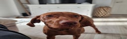 Hungarian Vizsla dogs for sale: Hungarian vizsla  - Advert 6