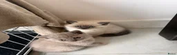 British Shorthair cats for sale: Stunning Litter of Mixed Colour Shorthairs - Advert 7