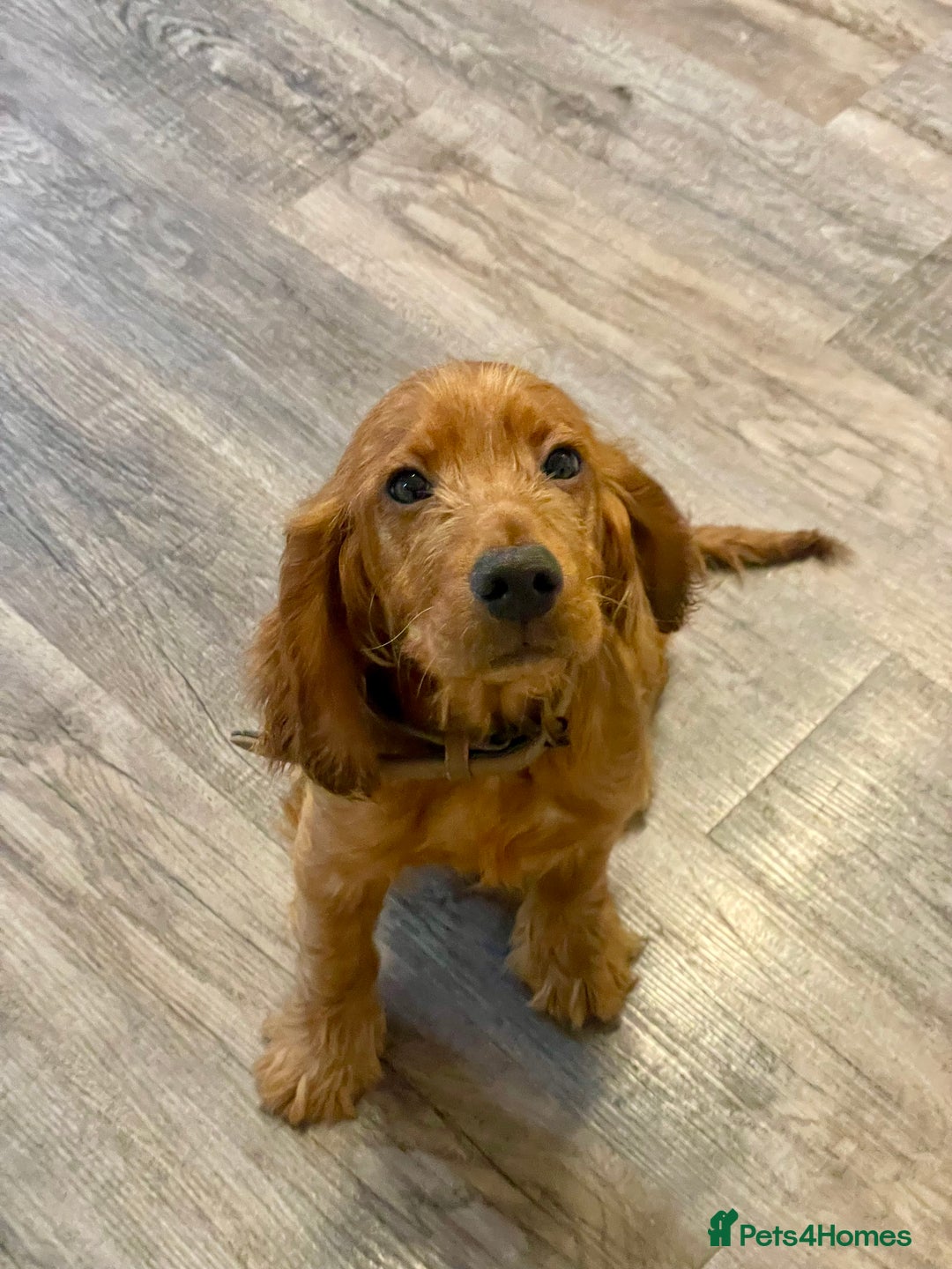 Cocker Spaniel dogs for sale: et Buster: Fully Trained Loving Red Cocker Spaniel - Advert 2