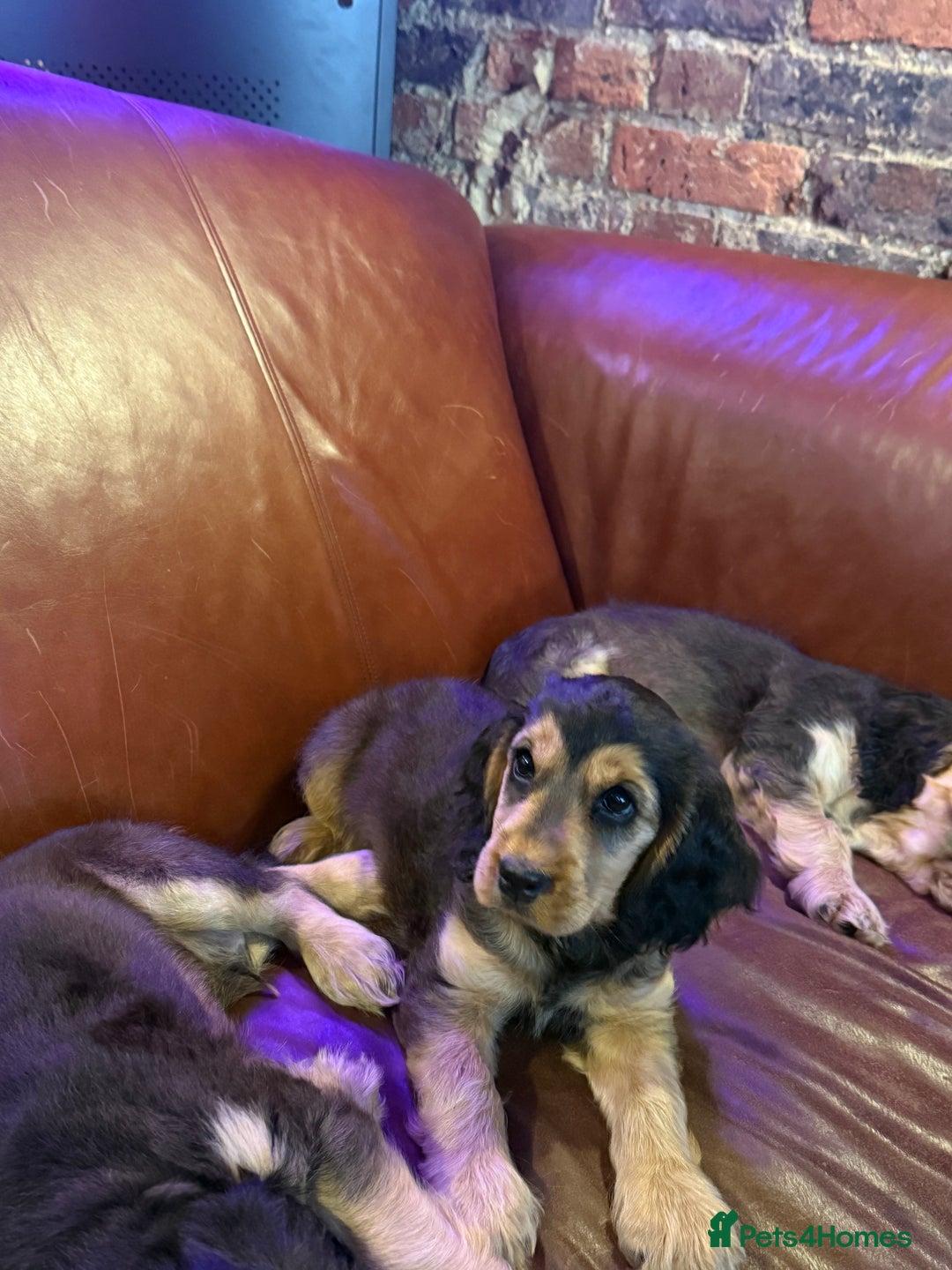 Cocker Spaniel dogs for sale: Dark Sable Cocker Spaniel Pups - Image 19
