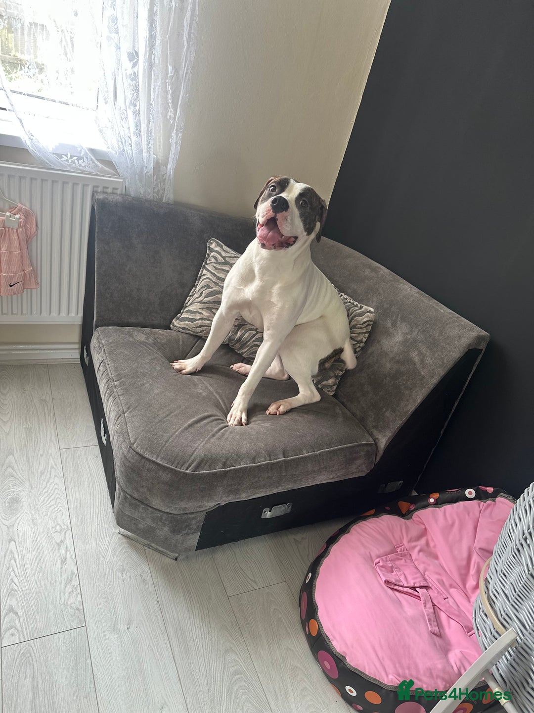 American Bulldog dogs for sale: Female American bulldog  - Image 4