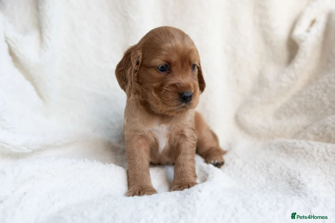 Mixed Breed dogs for sale: Mini Golden retriever ( Dakota sport retriever) - Advert 6