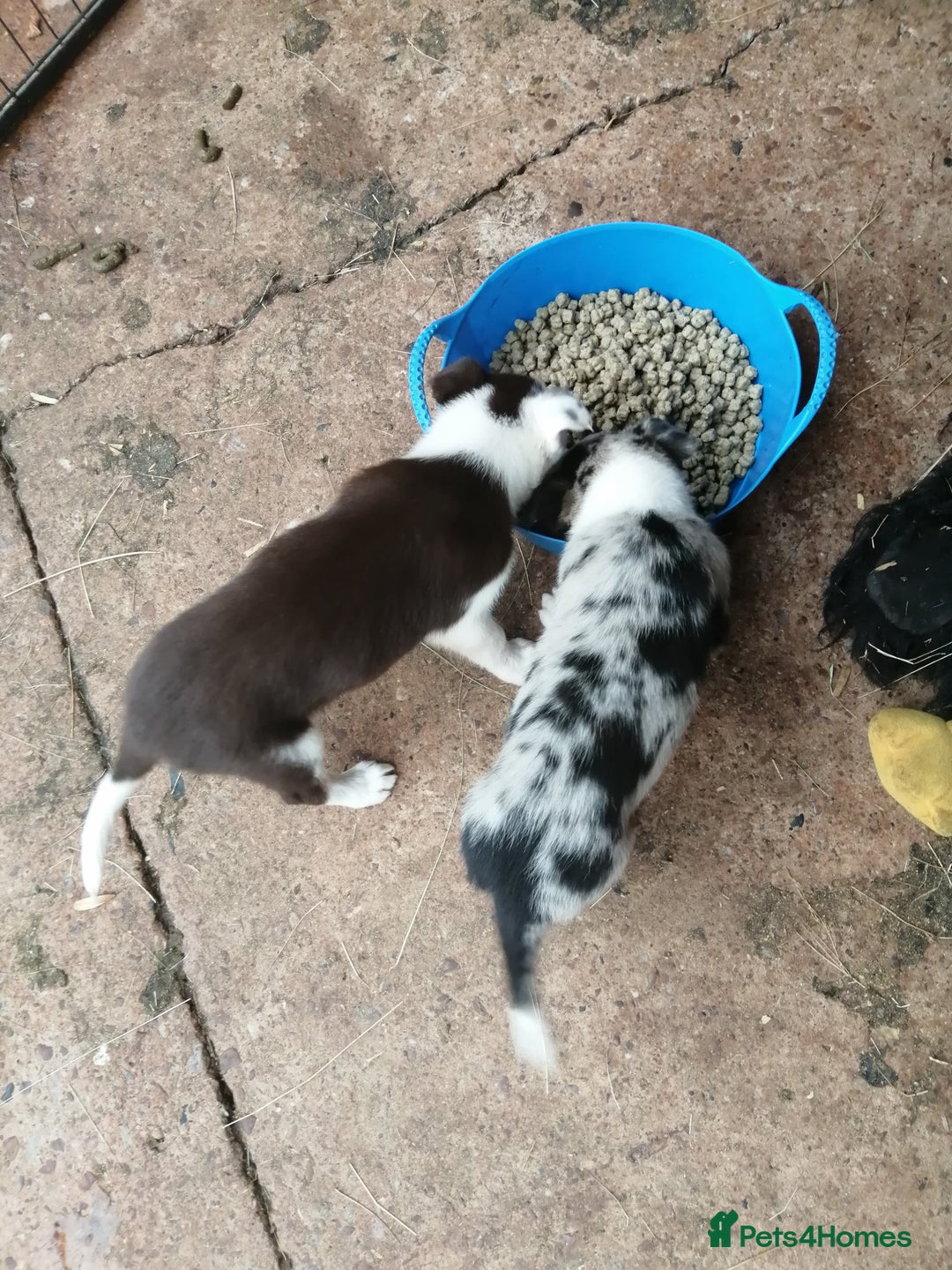 Bearded Collie dogs for sale: Beautiful blue merle collie pups! Workers or pets - Image 3