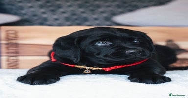 Labrador Retriever dogs - Advert 4