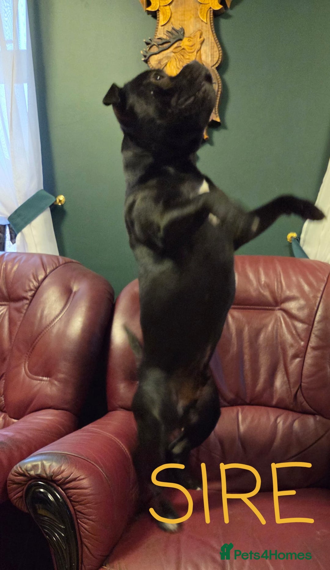 Staffordshire Bull Terrier dogs for stud: Black/Brindle and White Show quality Boy for Stud - Advert 3