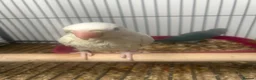 Ringnecks birds for sale: Hand Reared Baby Indian Ringnecks  - Advert 6