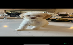 Lagotto Romagnolo dogs for sale: Quality lagotto pups - Image 7