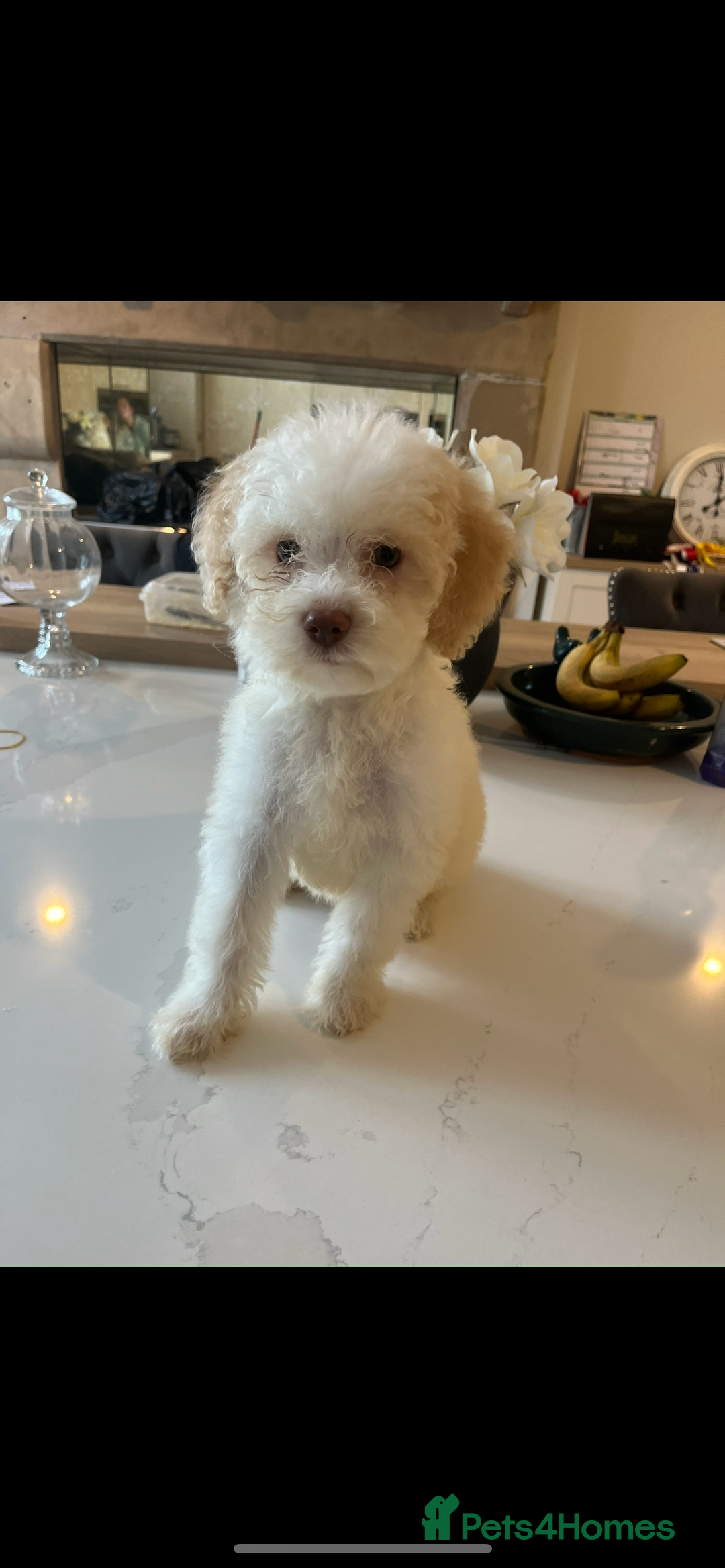 Lagotto Romagnolo dogs for sale: Quality lagotto pups - Image 7