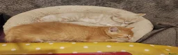 Scottish Fold cats for sale: 3 ginger girls and one boy available    - Advert 8