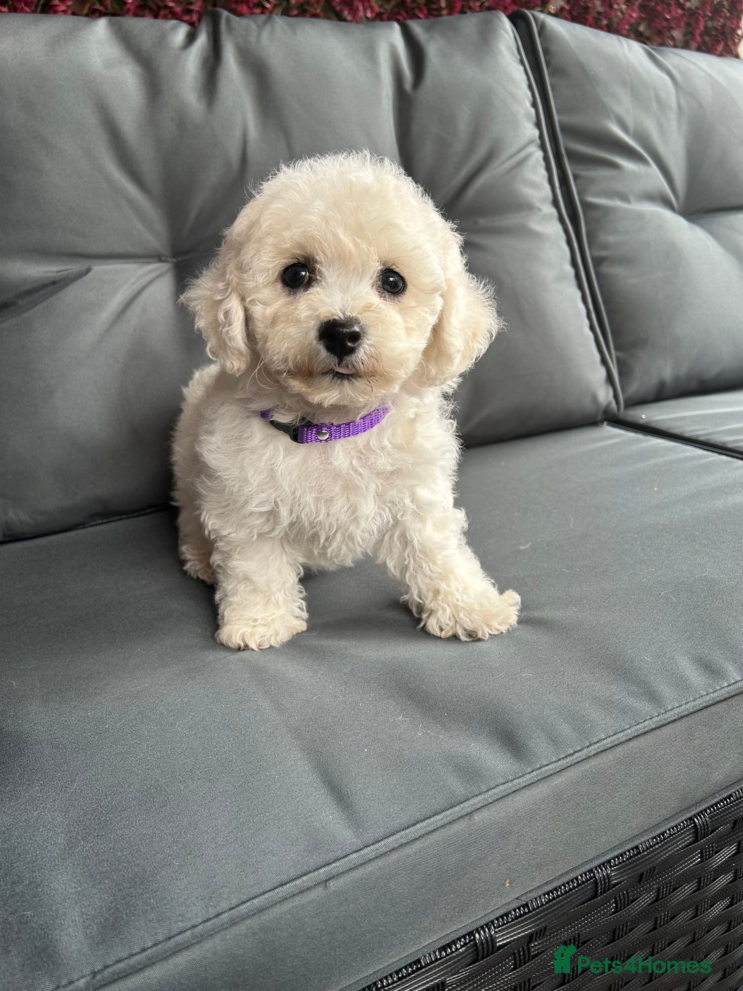 Bichon Frise dogs for sale: Bichon Frise Puppies  - Image 25