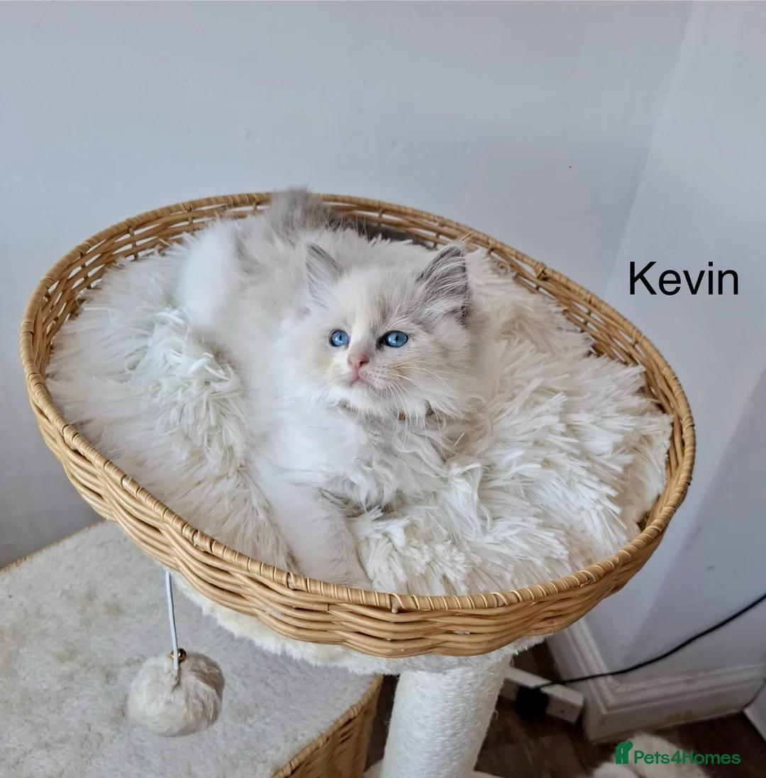 Ragdoll cats for sale: Purebred Ragdoll Kittens - TICA - YORKSHIRE - Advert 2
