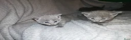 Russian Blue cats for sale: Beautiful Russian Blue Kittens  - Advert 1