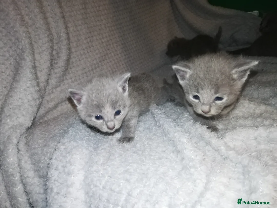 Russian Blue cats for sale: Beautiful Russian Blue Kittens  - Advert 1