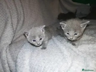 Russian Blue cats Beautiful Russian Blue Kittens - Advert 1