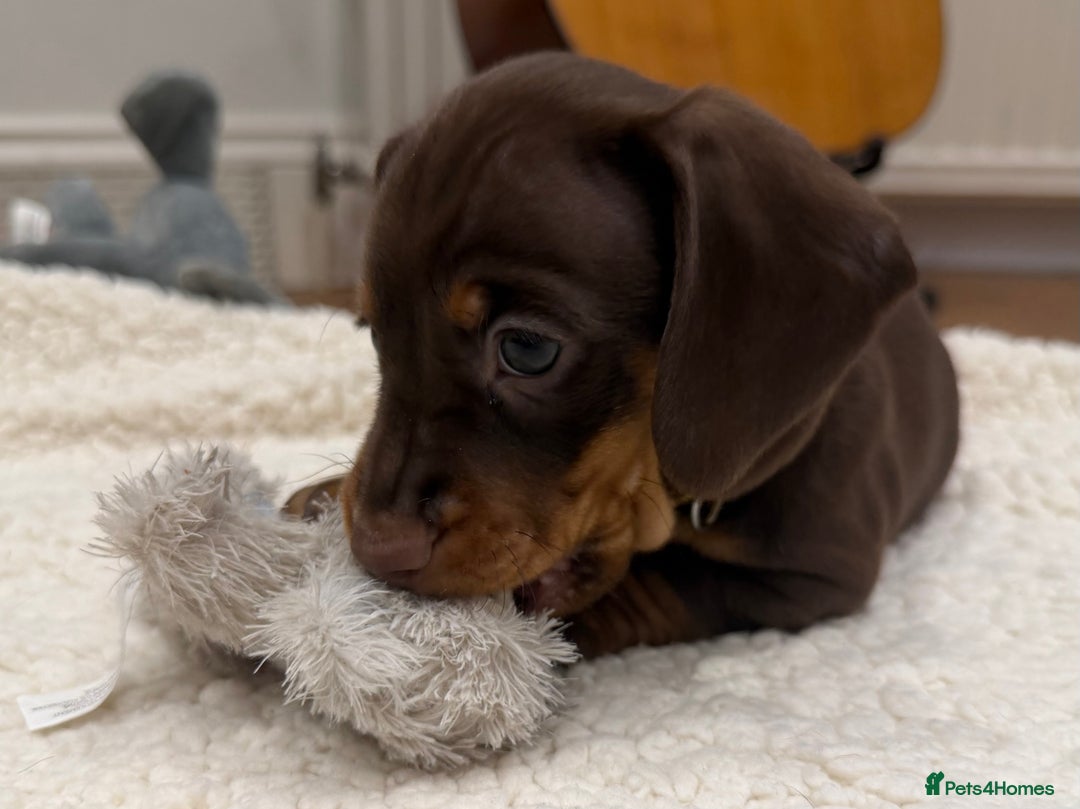 Dachshund dogs for sale: Beautiful Dachshund Puppies – KC Registered Lines - Advert 28
