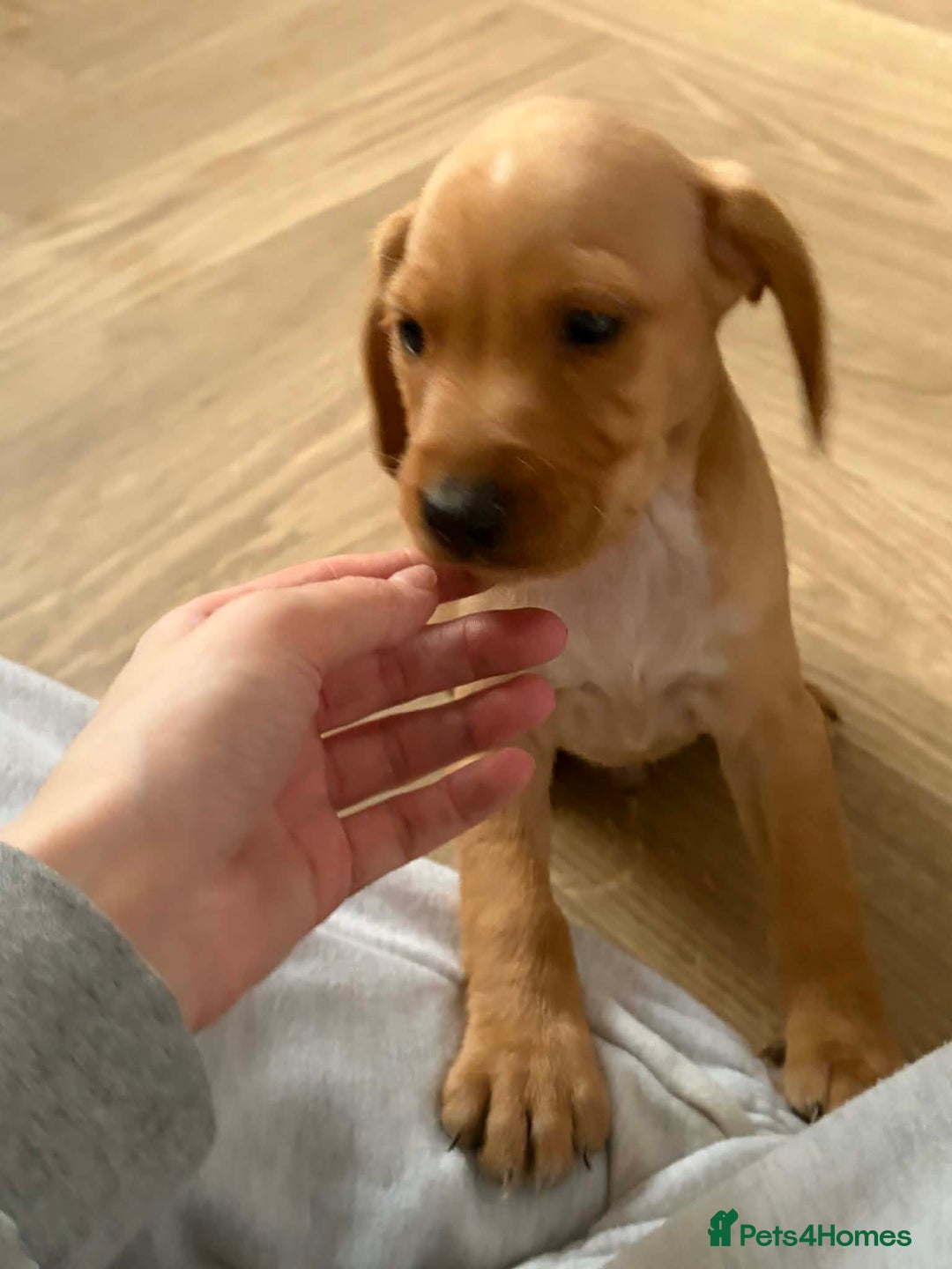 Mixed Breed dogs for sale: 9 Docker puppies - Advert 14