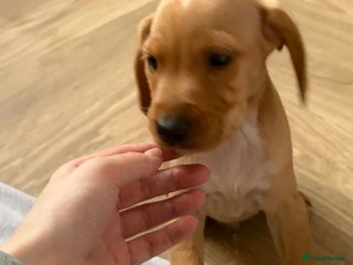 Mixed Breed dogs 9 Docker puppies - Advert 6