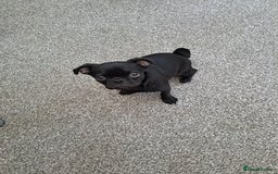 Pug dogs for sale: Beautiful pug ready for her forever home  - Image 2