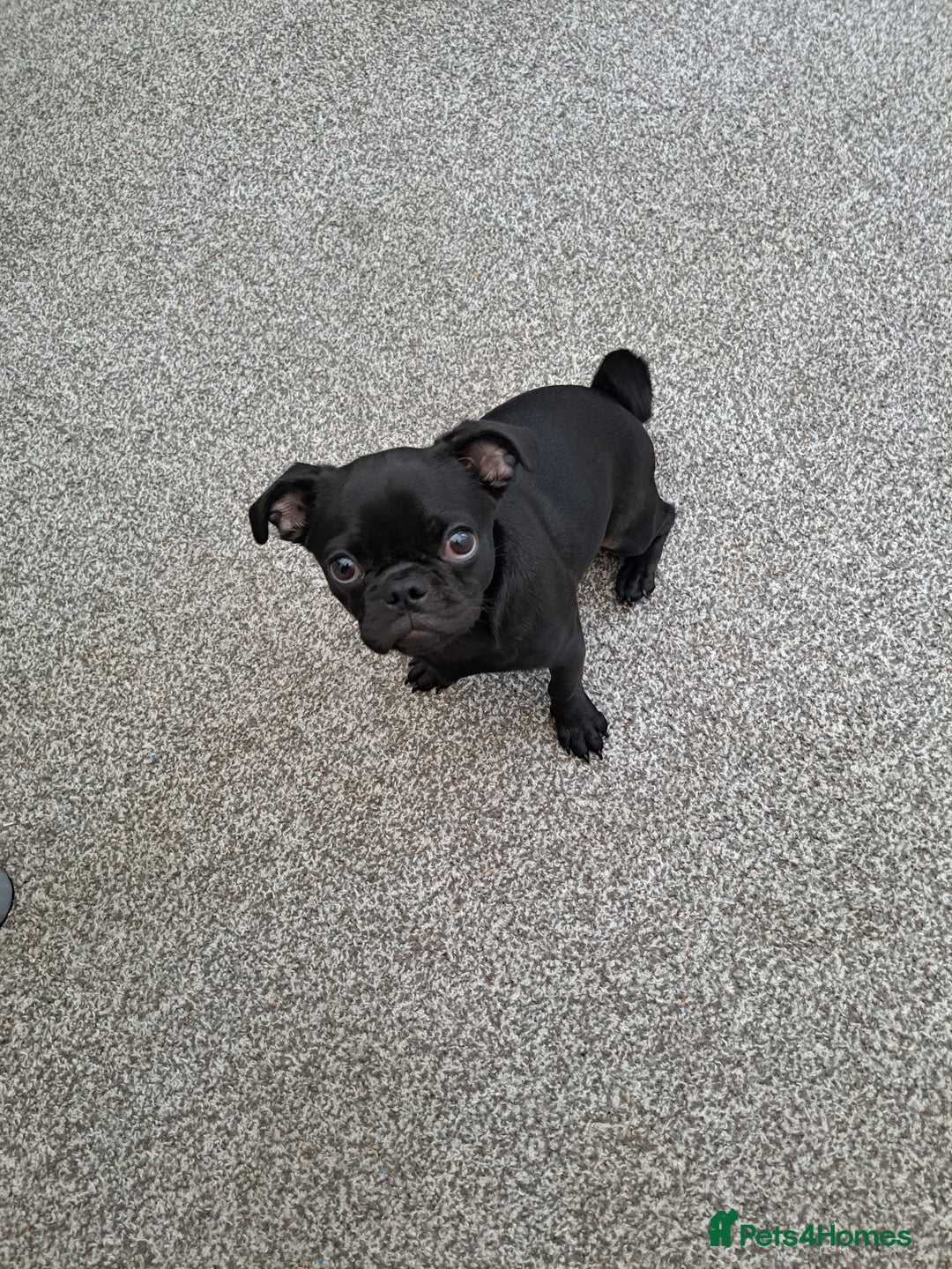 Pug dogs for sale: Beautiful pug ready for her forever home  - Image 2